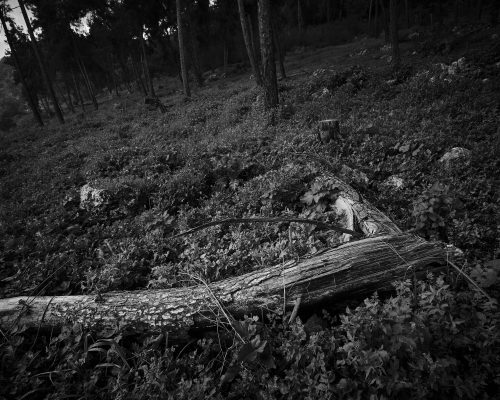 WOODLAND0324 1