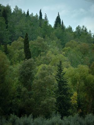 WOODLAND0324 13