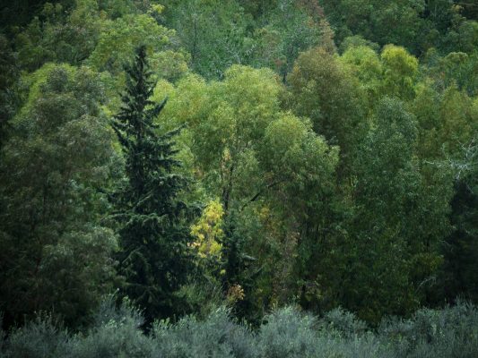 WOODLAND0324 14