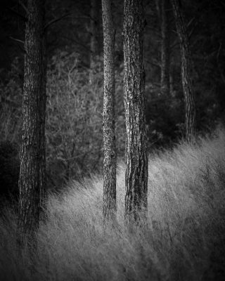 WOODLAND0324 15