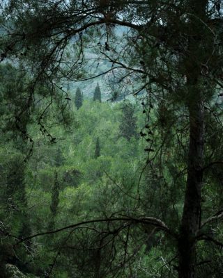 WOODLAND0324 16
