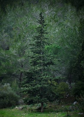 WOODLAND0324 17