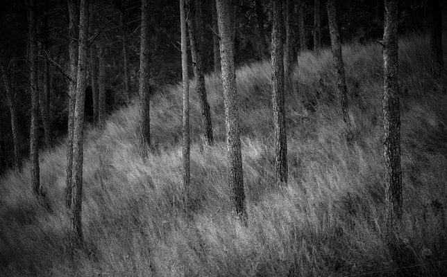 WOODLAND0324 18