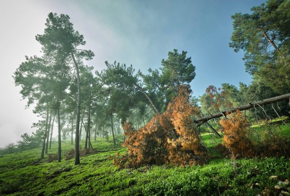 WOODLAND0324 19