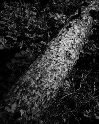 WOODLAND0324 2