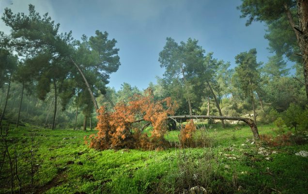 WOODLAND0324 21