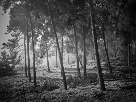 WOODLAND0324 22