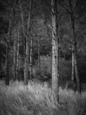 WOODLAND0324 25