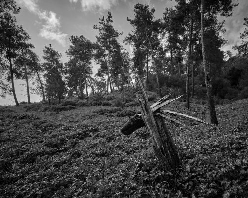 WOODLAND0324 3