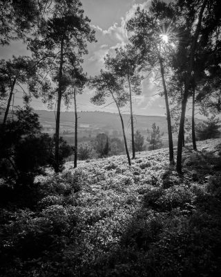 WOODLAND0324 4