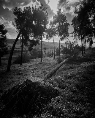 WOODLAND0324 5