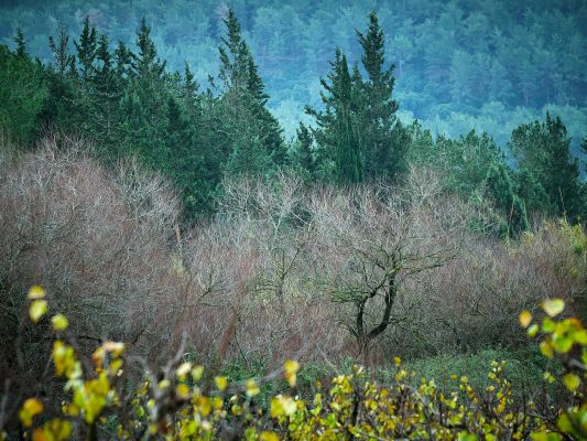 WOODLAND0324 6