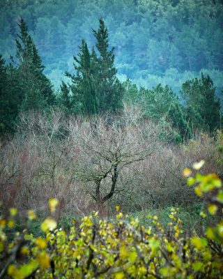 WOODLAND0324 7