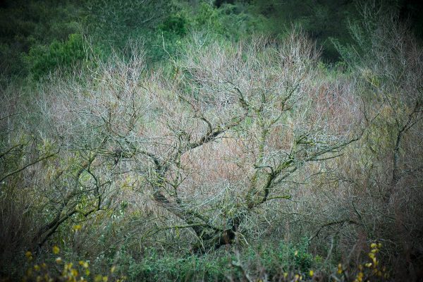 WOODLAND0324 8