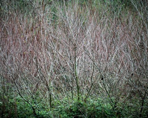 WOODLAND0324 9